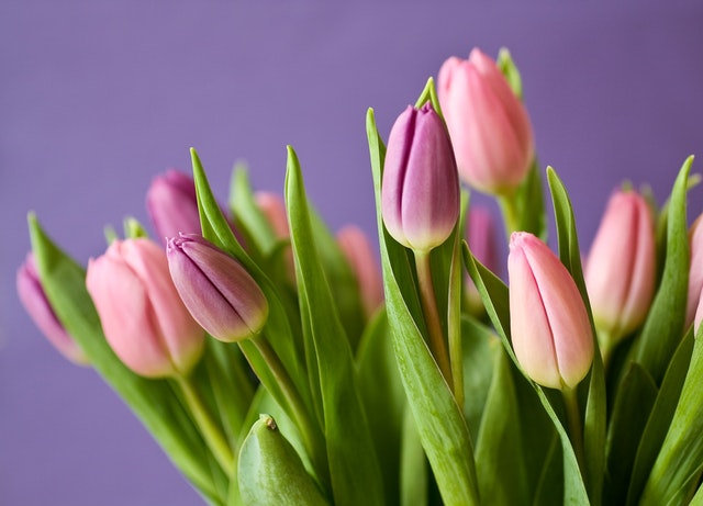 7 flower and gift ideas for your mother this mother’s day tulips