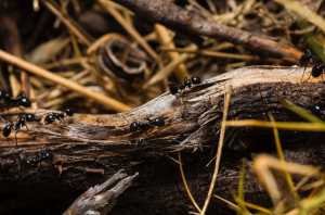 How to drive pests away from your property