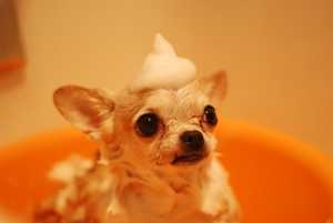What regular washing and grooming does to dogs