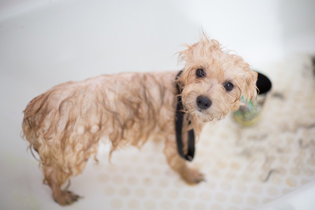 regular washing and grooming what it does to dogs