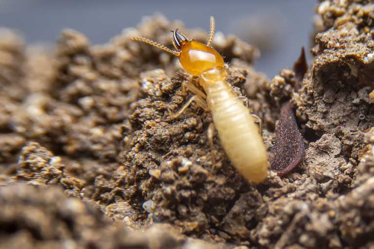 How to deal with termites