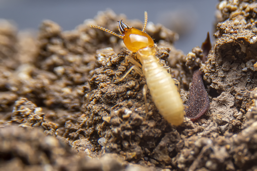How to deal with termites