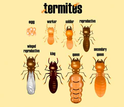 How To Deal With Termites in your Residential Places?