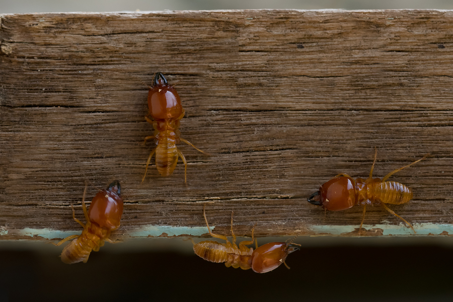 termites damage home