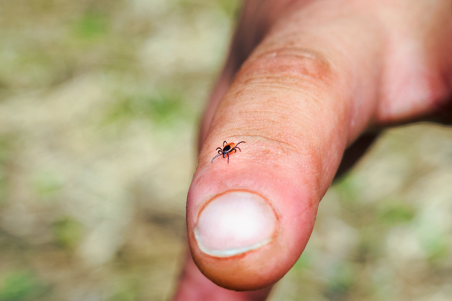 Bird mites & lice