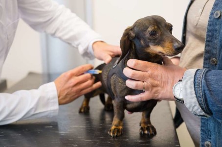 Eureka Veterinary Hospital