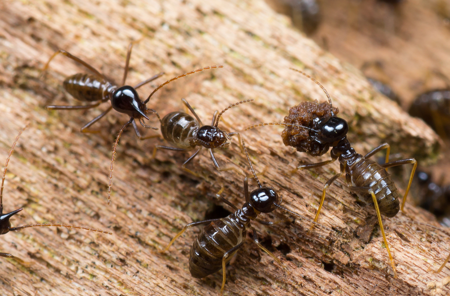 termites in house