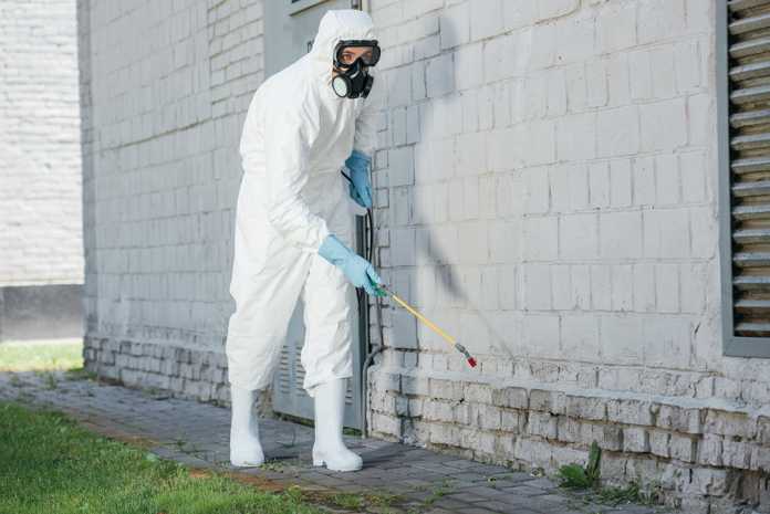 common pests in Australia common pests in Australia