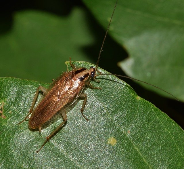 smoky brown roaches