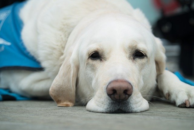 Dog Grooming in Sunshine Coast