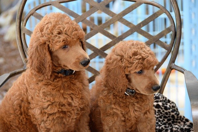 what are the best dog clippers for poodles