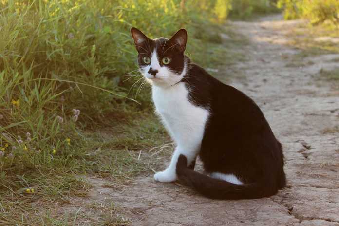 Keeping Your Cat Safe in Nature Keeping Your Cat Safe in Nature