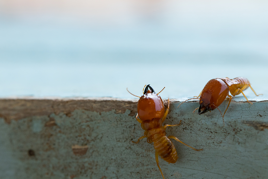 Termites