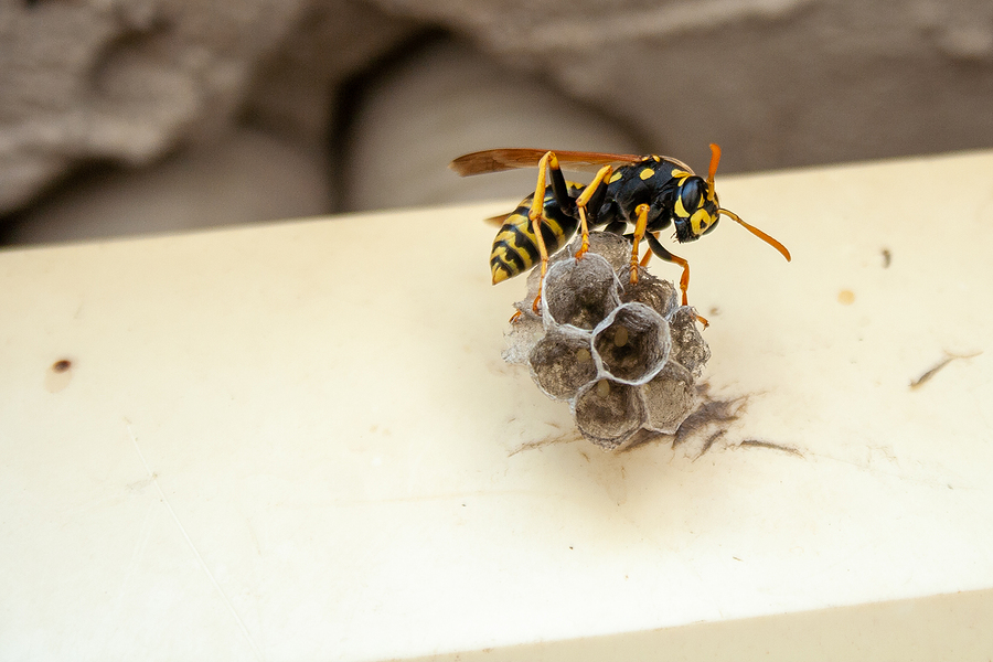 Wasps