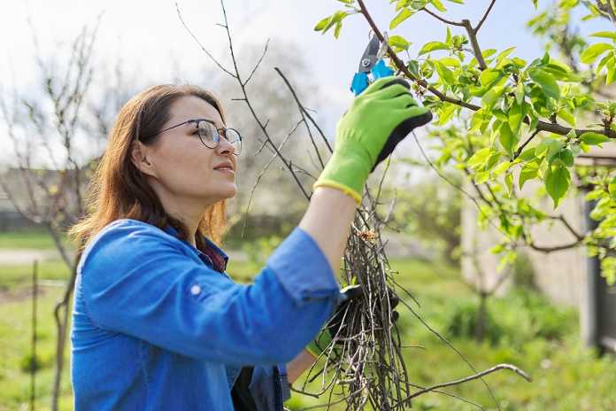 tree pruning with a purpose