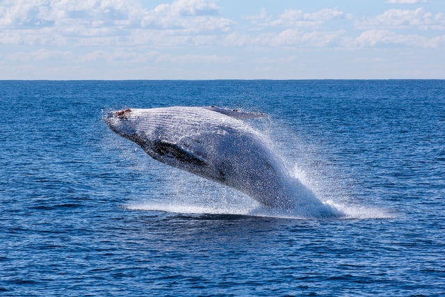 the extraordinary whale-watching experience in Sydney