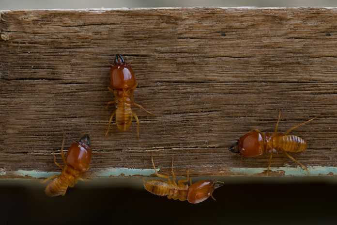 Signs you have termites and how to terminate them Signs you have termites and how to terminate them