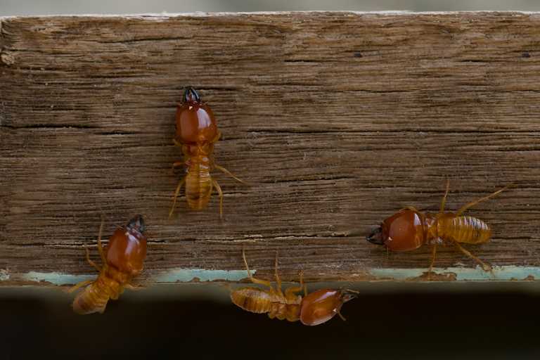 Signs you have termites and how to terminate them