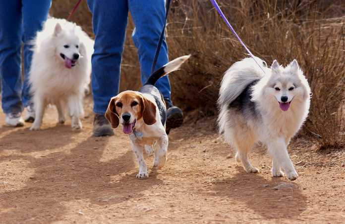 dog walking tips every pet parent must know about dog walking tips every pet parent must know about