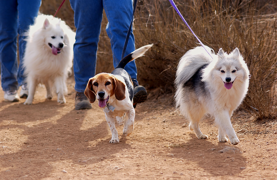 dog walking tips every pet parent must know about