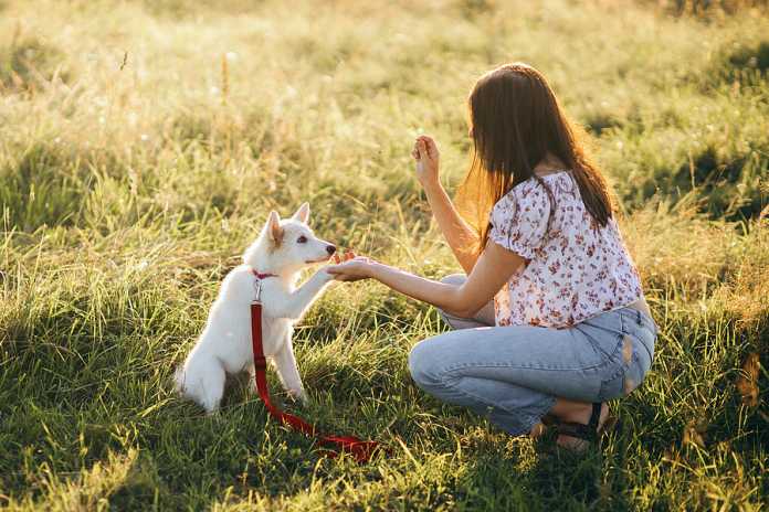 Puppy Training Timeline Puppy Training Timeline