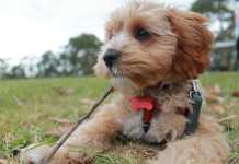 Oodles Dogs - the hybrid breeds that are topping the charts