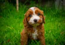 Is a Cavoodle Right For You