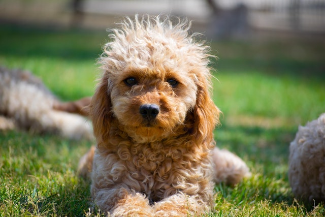 Cavoodle