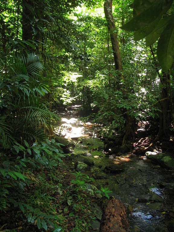 Daintree Rainforest