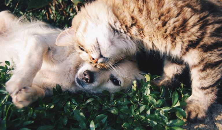 How to care for your companion animal