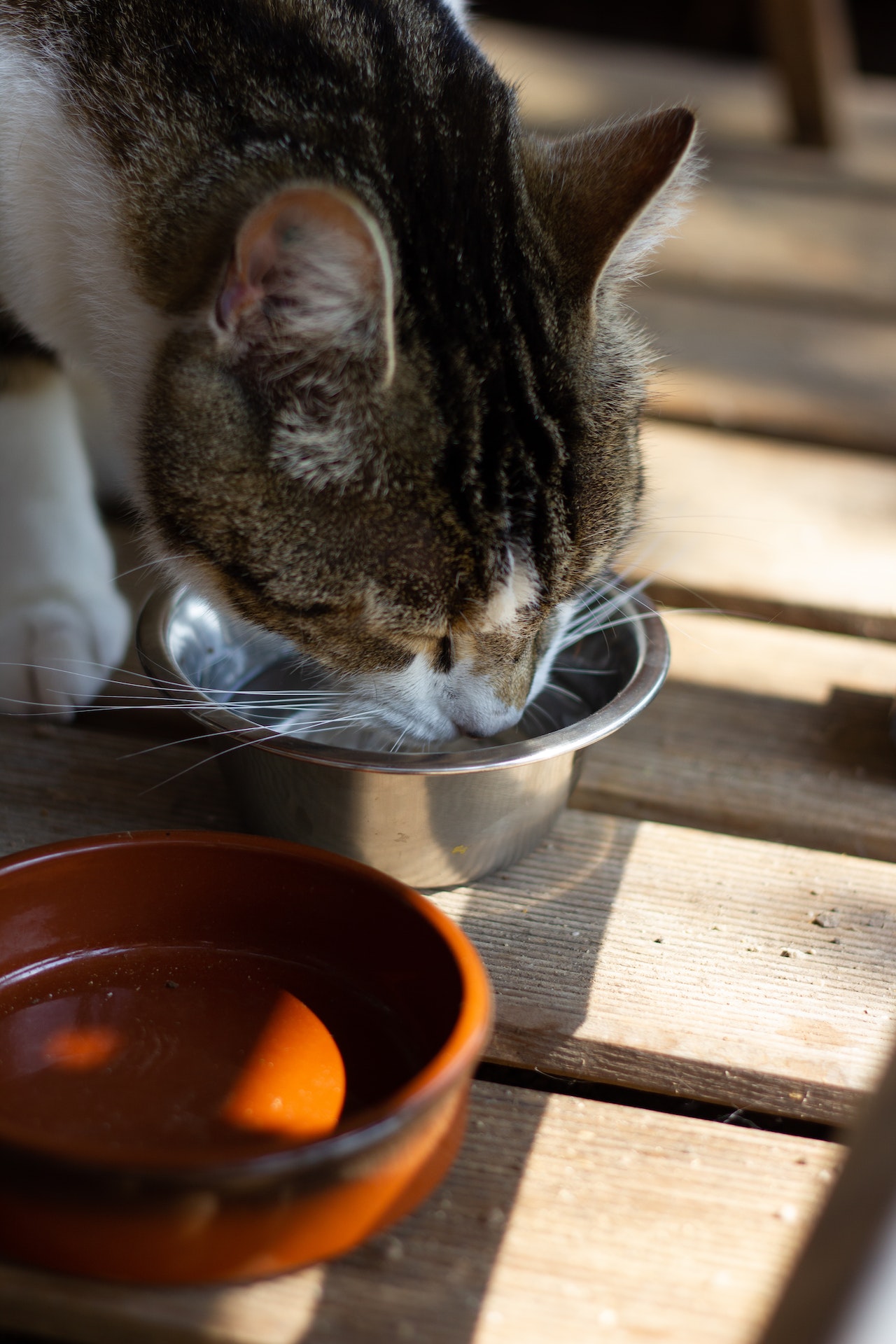 cat drinking water