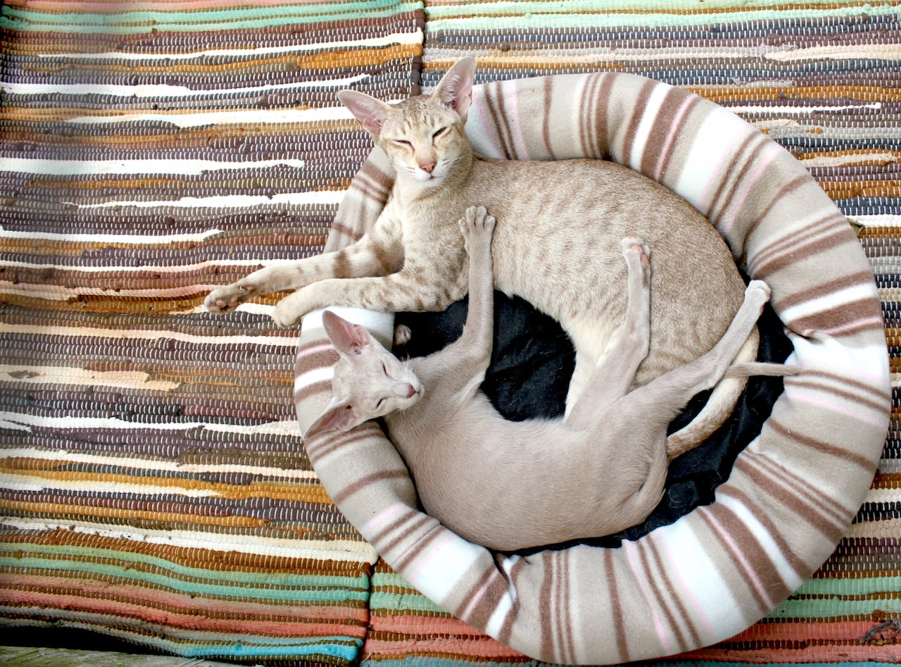 orthopaedic bed for cats