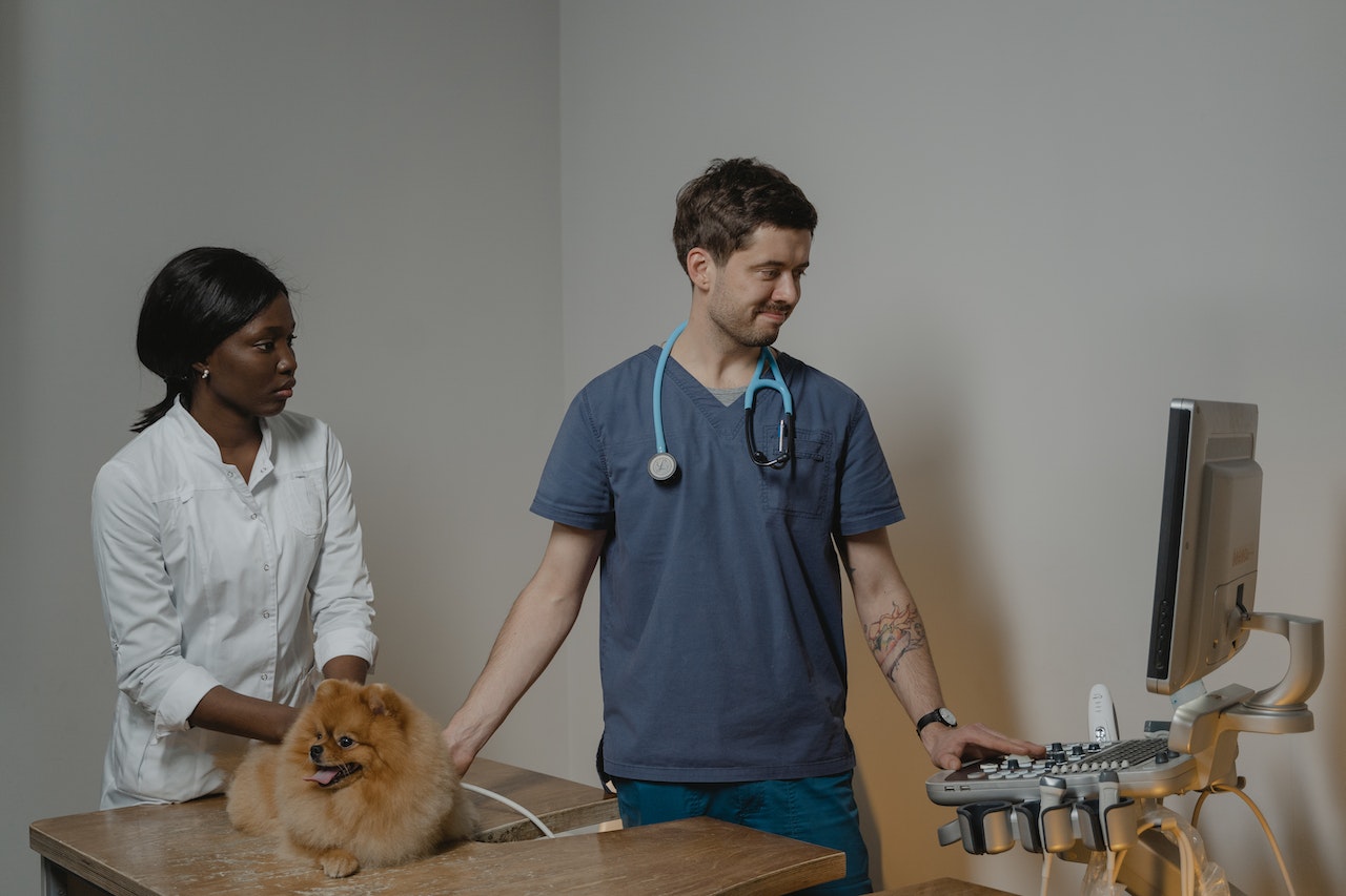 regular veterinary check-ups and preventative care