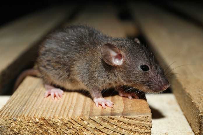 Signs it's time to call pest control signs it's time to call pest control