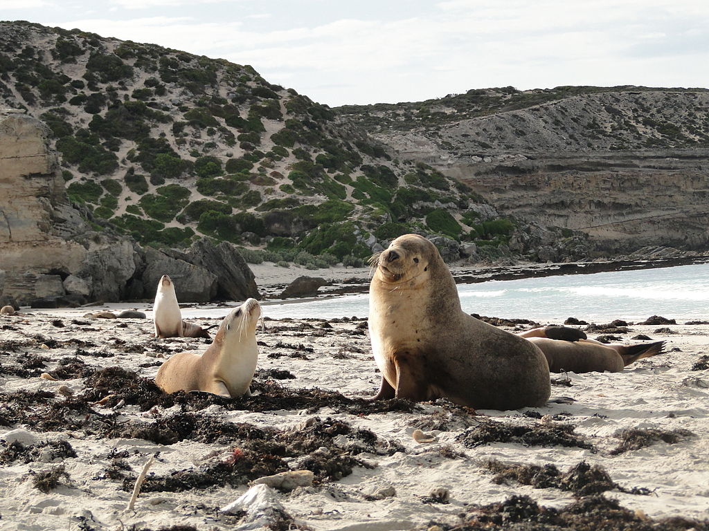 Kangaroo Island - sea lions